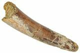 Fossil Pterosaur (Siroccopteryx) Tooth - Morocco #332548-1